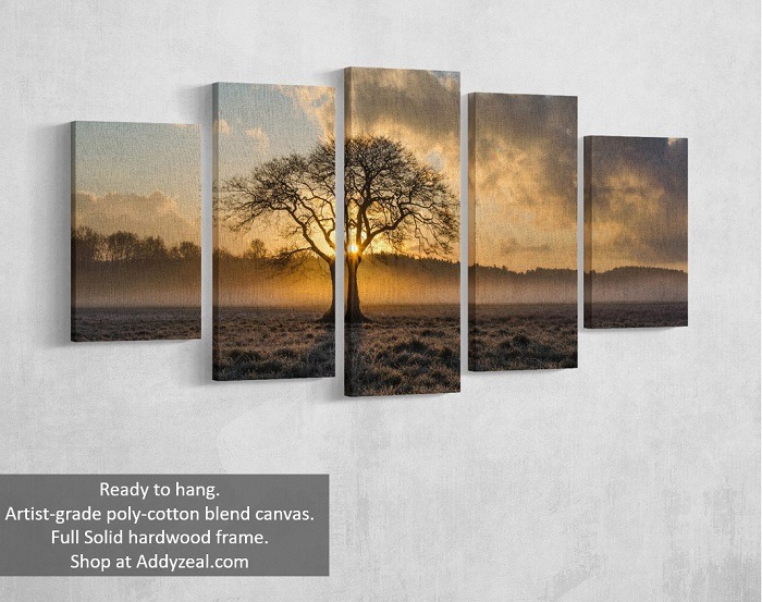 sunlight through tree art on canvas