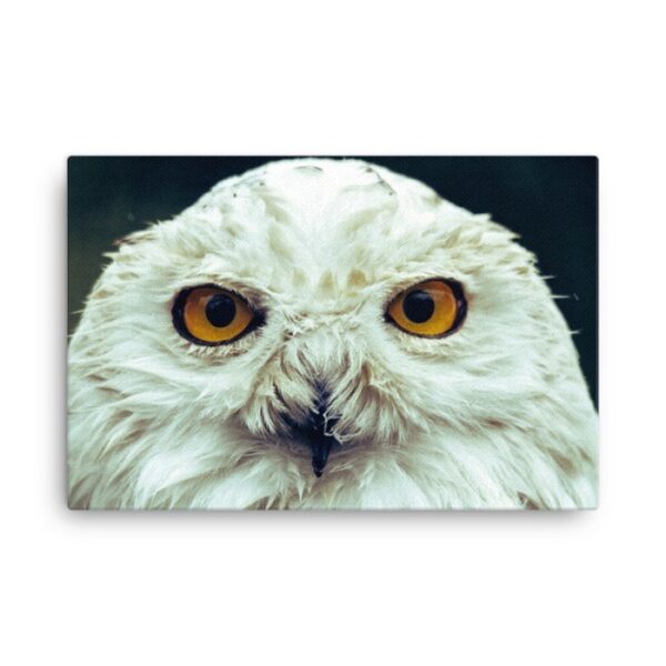 Hedwig – The Harry Potter Canvas Art HD
