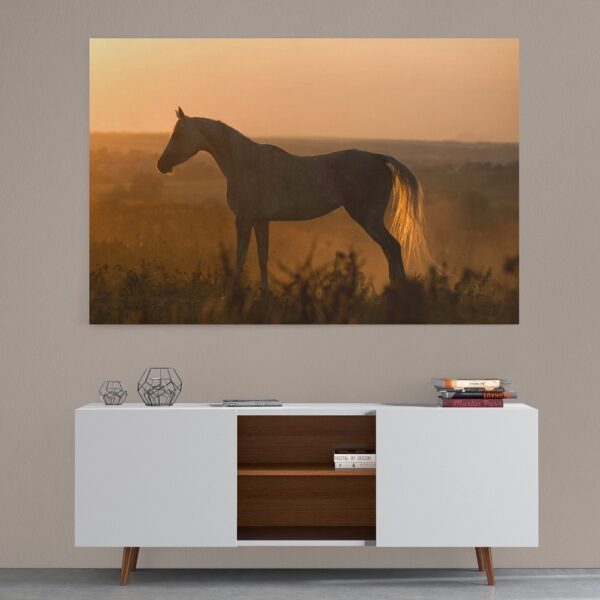 Horse in the field during sunset