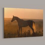 Horse in the field during sunset