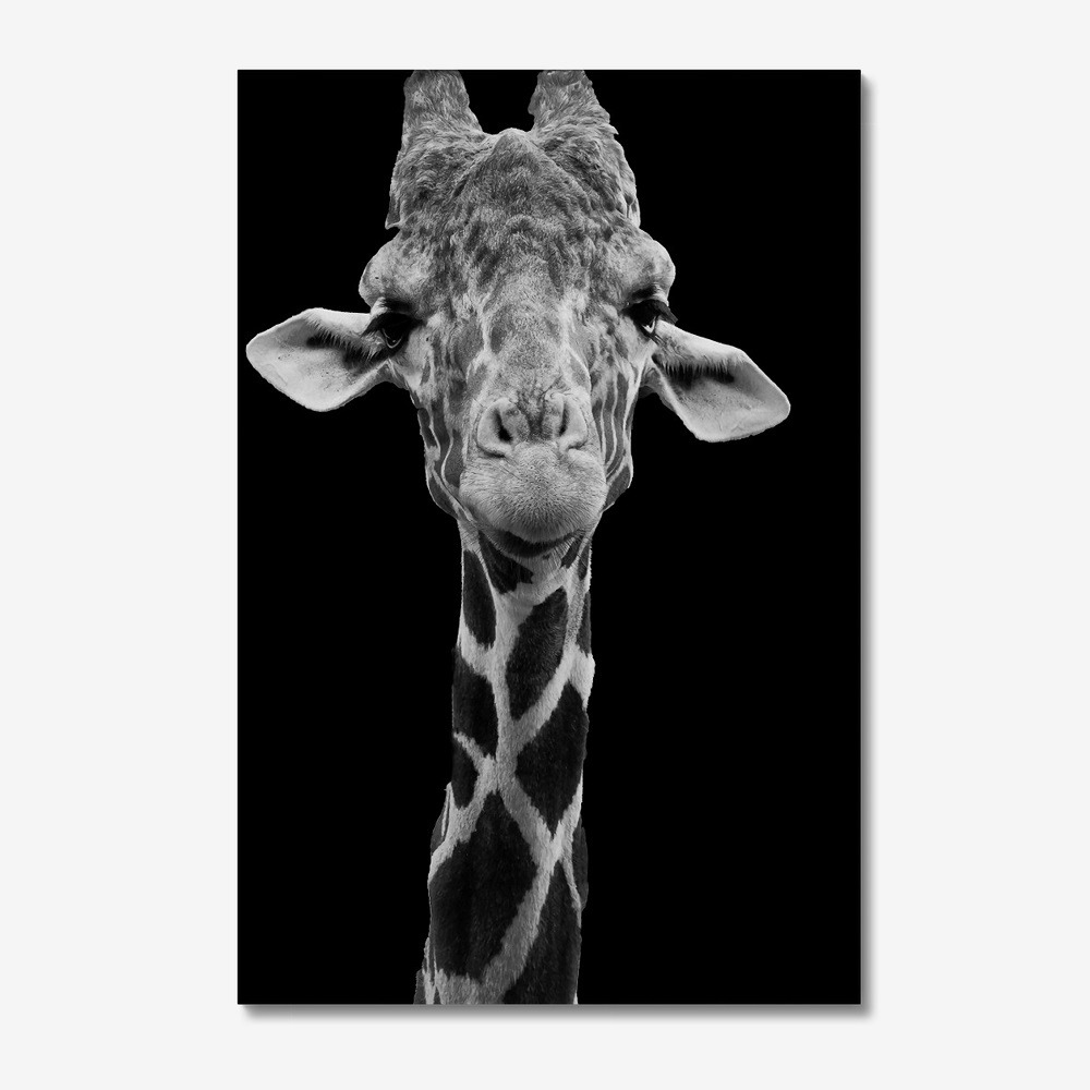 Giraffe Portrait Black and white on Canvas Wall Art