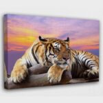 Indian Tiger sitting on a Tree Branch during Sunset Canvas Wall Art