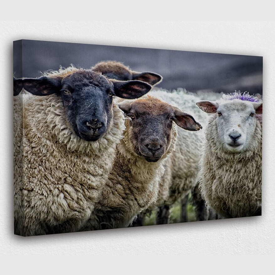 Sheep herd canvas art print II