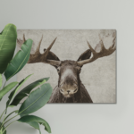 Moose art canvas print