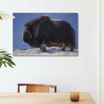 Musk Ox in Alaska Canvas Print