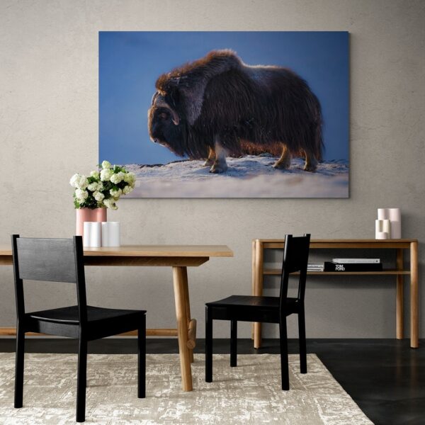Musk Ox in Alaska Canvas Print