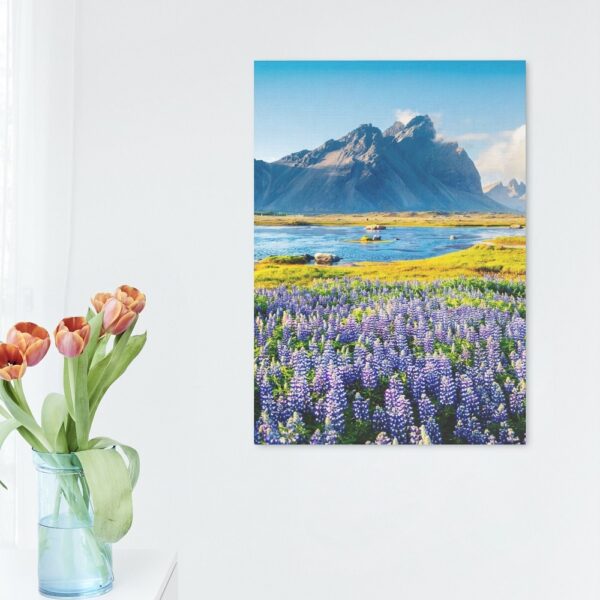 Blooming Lupine Flowers on the Stokksnes Region in Iceland Canvas Print
