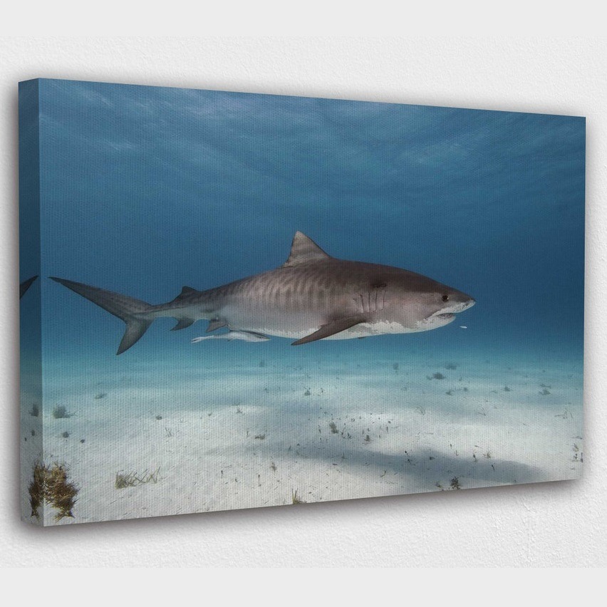 Shark Swimming Underwater in Ocean Canvas Wall Print