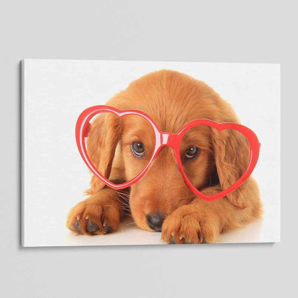 Cute Dog Retriever Wearing Glasses