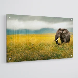 Elephant in a Field of Yellow Flowers