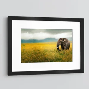 Elephant in a Field of Yellow Flowers