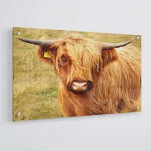 Scottish Highland Cattle