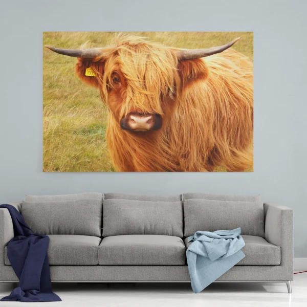 Scottish Highland Cattle