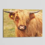 Scottish Highland Cattle