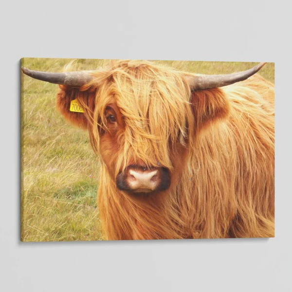 Scottish Highland Cattle