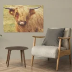 Scottish Highland Cattle