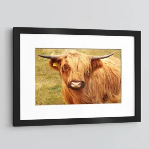 Scottish Highland Cattle