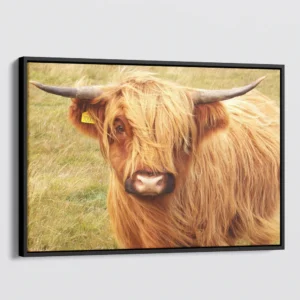 Scottish Highland Cattle