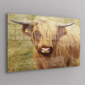 Scottish Highland Cattle