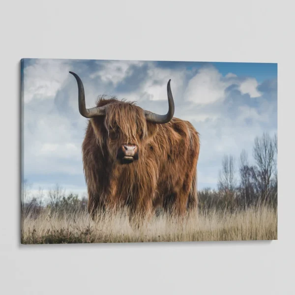 Yak in Farmland