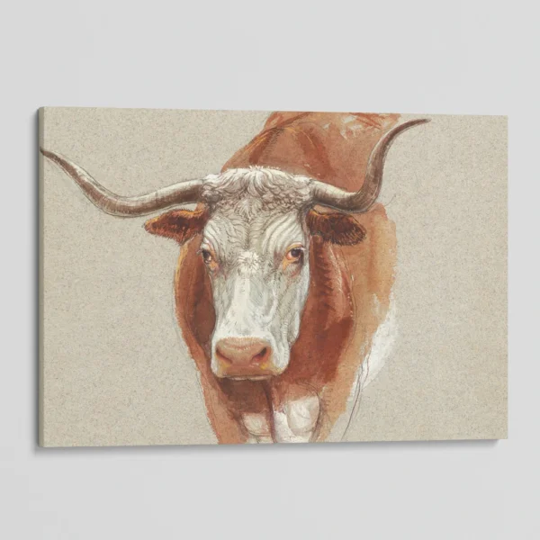 Vintage Ox Drawing